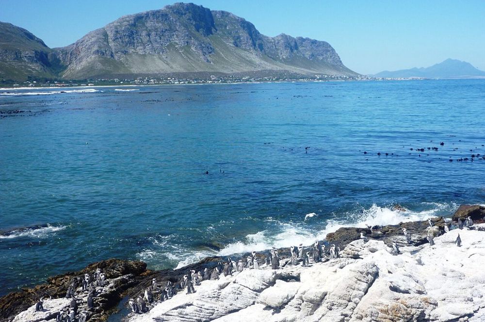 Penguins, South Africa