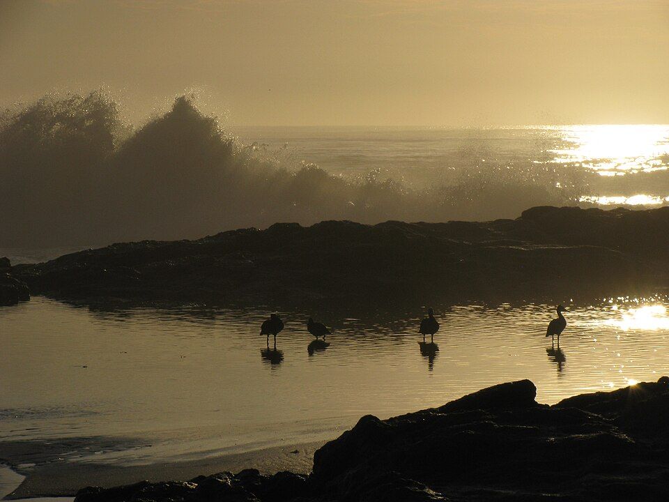 Ducks, África do Sul