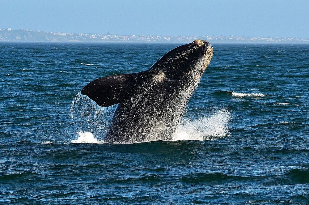 De Kelders, South Africa